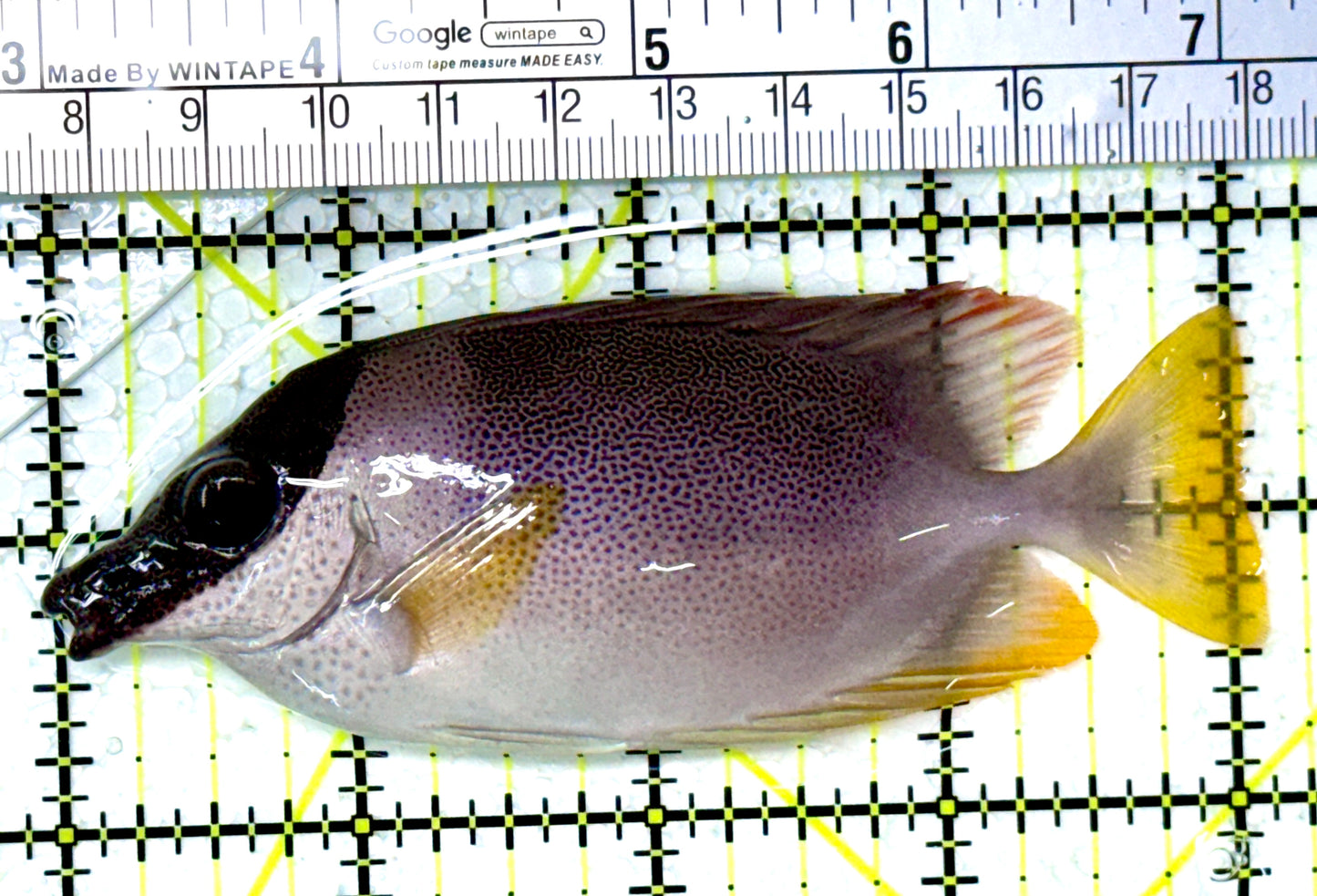 Magnificent Foxface MF111902 WYSIWYG Size: ML 4.25" approx