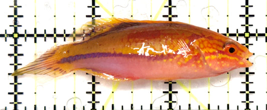 Pintail Fairy Wrasse PFW101103 WYSIWYG Size: XL 3" approx