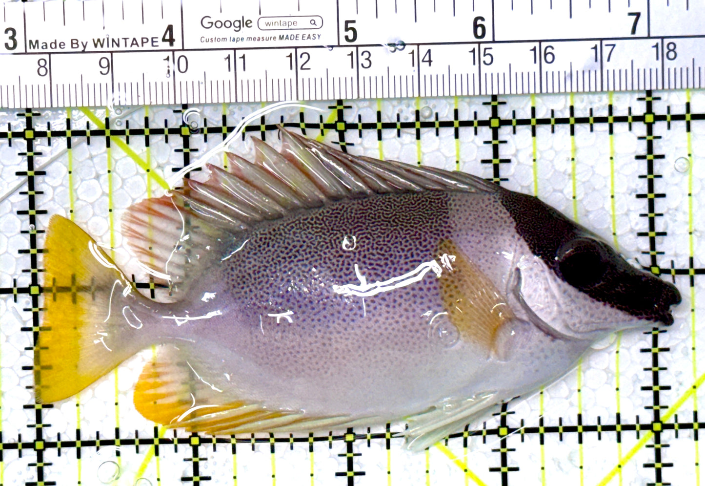 Magnificent Foxface MF111902 WYSIWYG Size: ML 4.25" approx