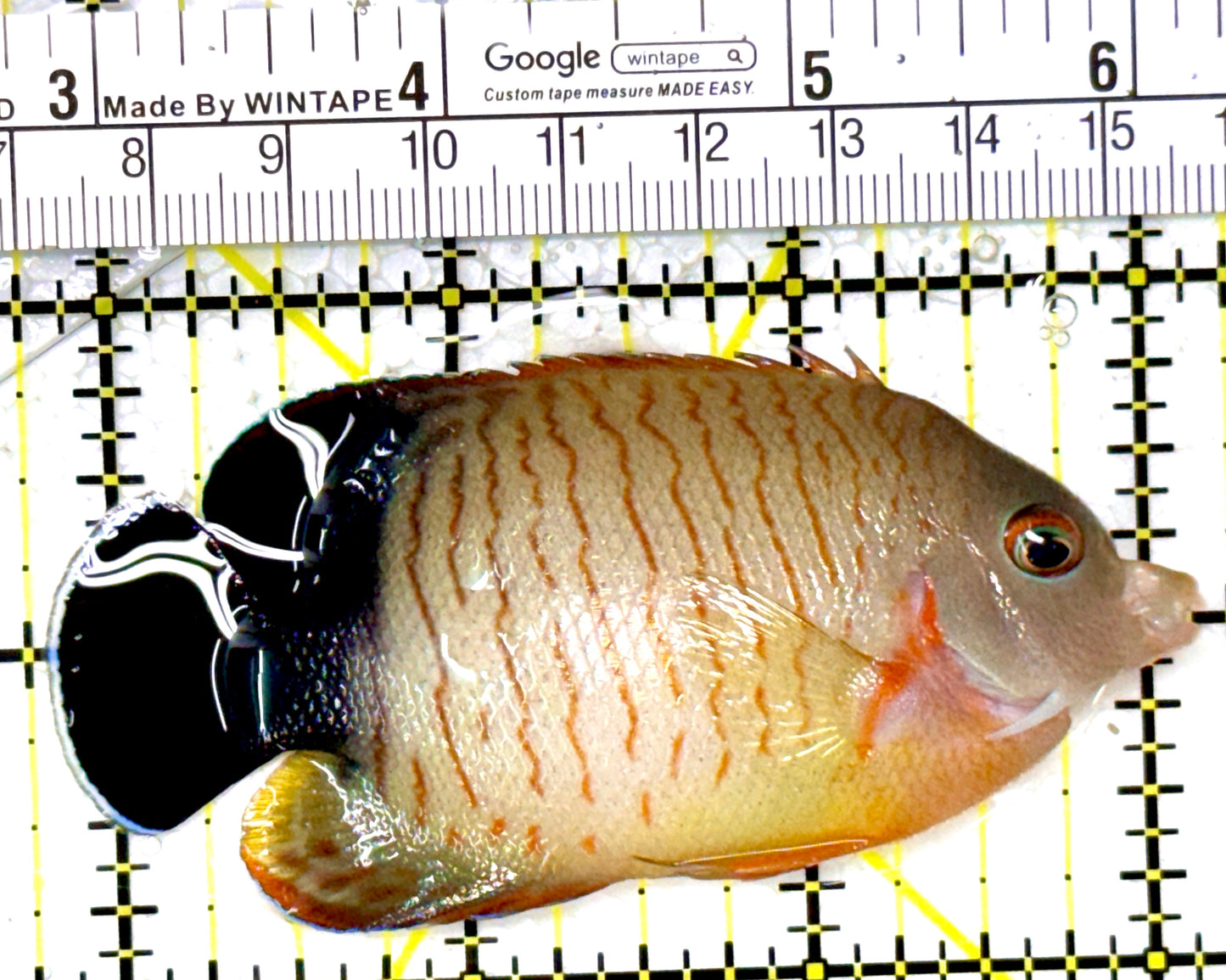 Eibli Angelfish EA111802 WYSIWYG Size: XL 3.25" approx