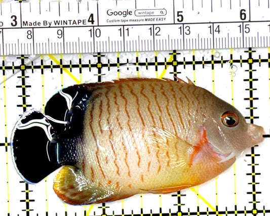 Eibli Angelfish EA111802 WYSIWYG Size: XL 3.25" approx