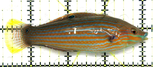 Adorned Wrasse AW101101 WYSIEYG Size: L 3.75" approx