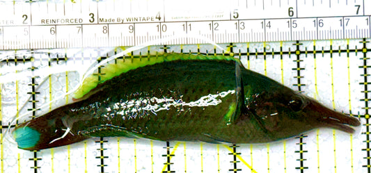 Green Bird Wrasse GBW111901 WYSIWYG Size: L 5.25" approx