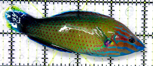 Grey Head Wrasse GHW101101 WYSIWYG Size: XL 4.25" approx