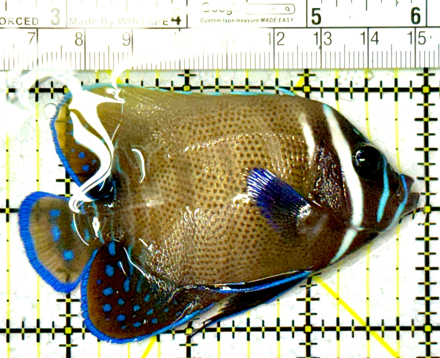 Sixbar Angelfish Adult SAA111901 WYSIWYG Size: M 3.5" approx