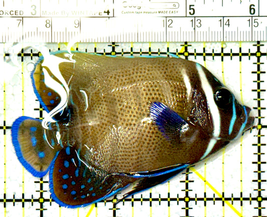 Sixbar Angelfish Adult SAA111901 WYSIWYG Size: M 3.5" approx