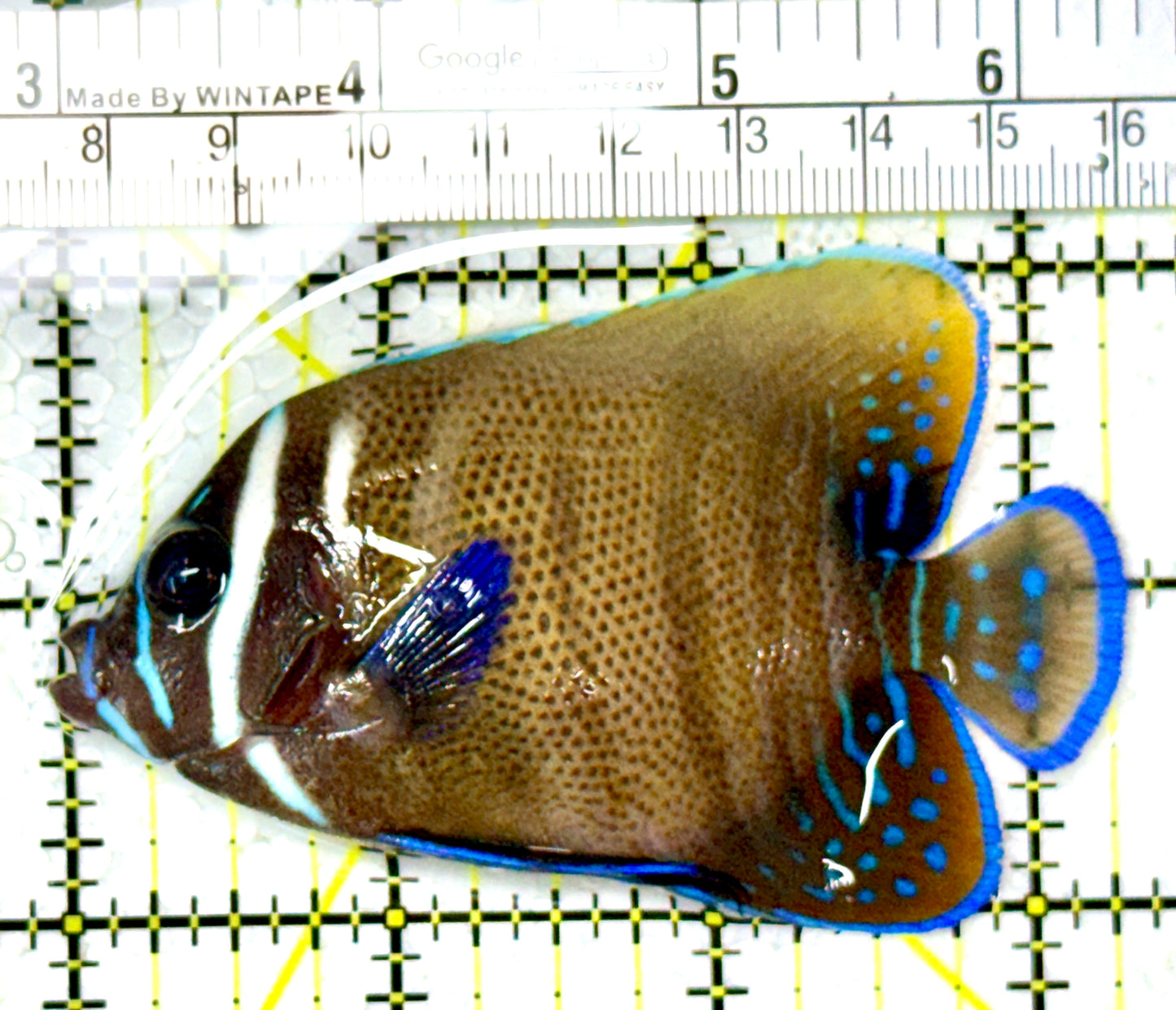 Sixbar Angelfish Adult SAA111901 WYSIWYG Size: M 3.5" approx