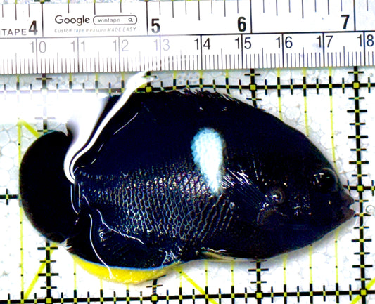 Keyhole Angelfish KA111901 WYSIWYG Size: L 3.25" approx