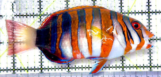 Harlequin Tuskfish HT101102 WYSIWYG Size: XL 5.5" approx