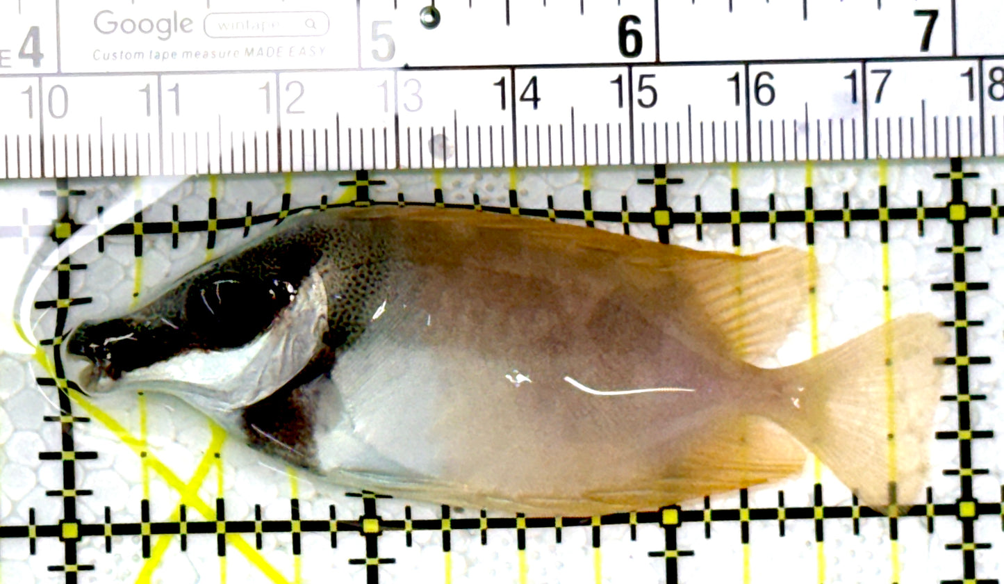 Onespot Foxface OF111901 WYSIWYG Size: M 3" approx