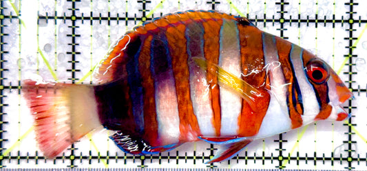Harlequin Tuskfish HT101103 WYSIWYG Size: L 4.75" approx