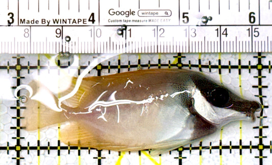 Onespot Foxface OF111901 WYSIWYG Size: M 3" approx