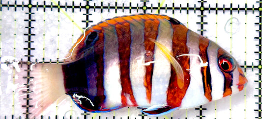 Harlequin Tuskfish HT101105 WYSIWYG Size: M 4" approx