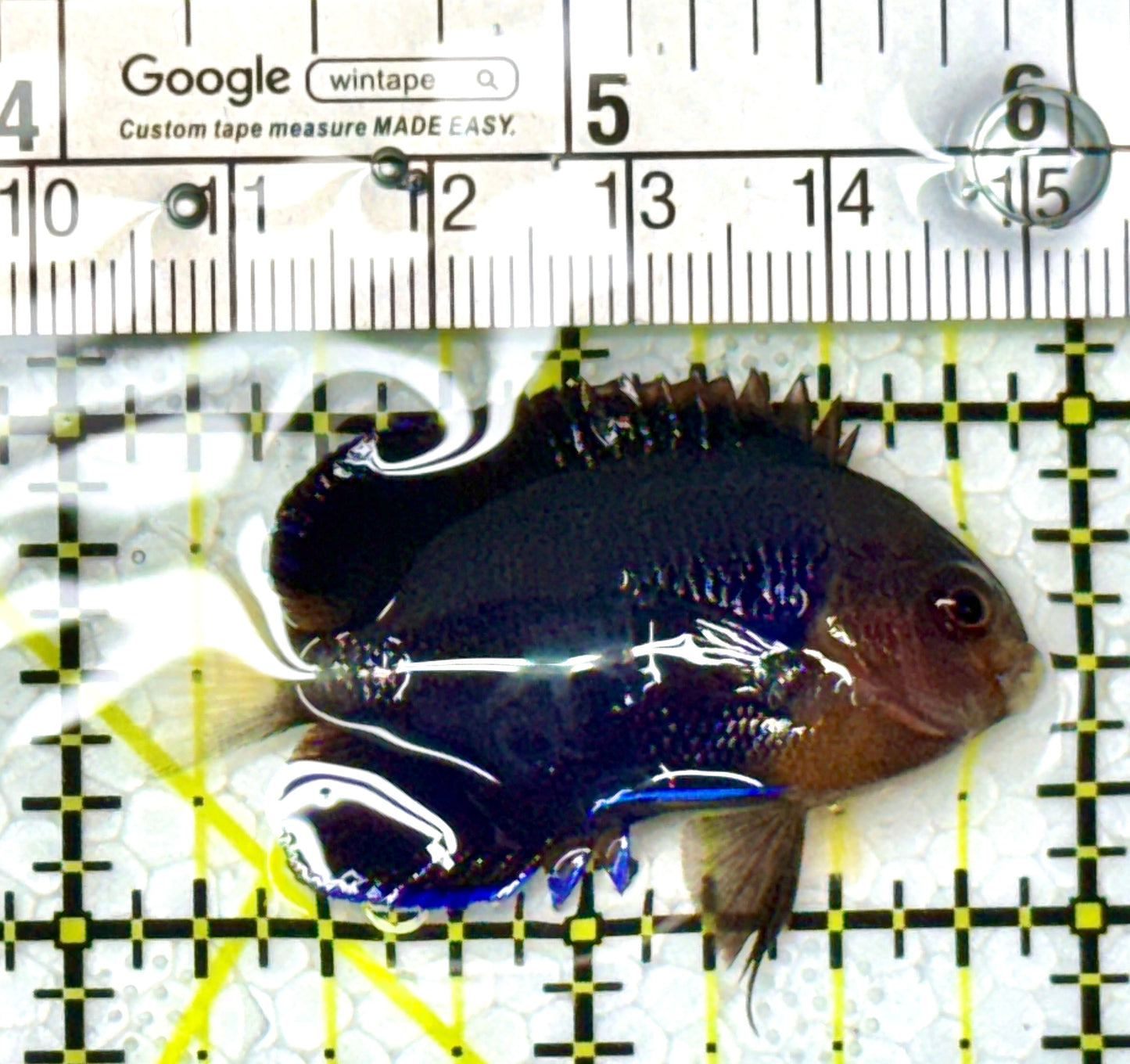 Royal Blue Pygmy Angelfish RBPA111902 WYSIWYG Size: M 2" approx