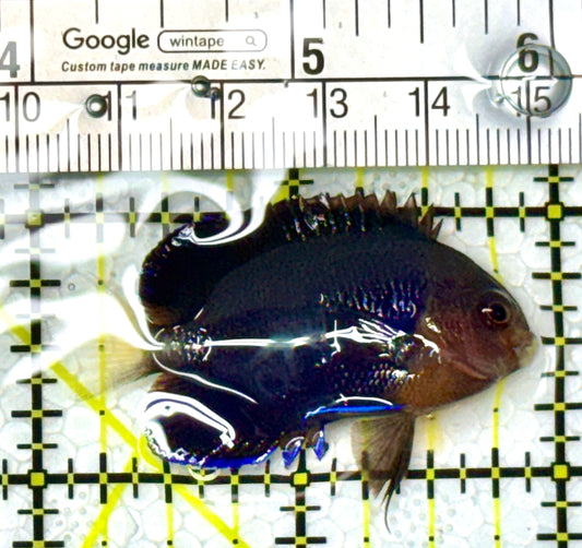 Royal Blue Pygmy Angelfish RBPA111902 WYSIWYG Size: M 2" approx