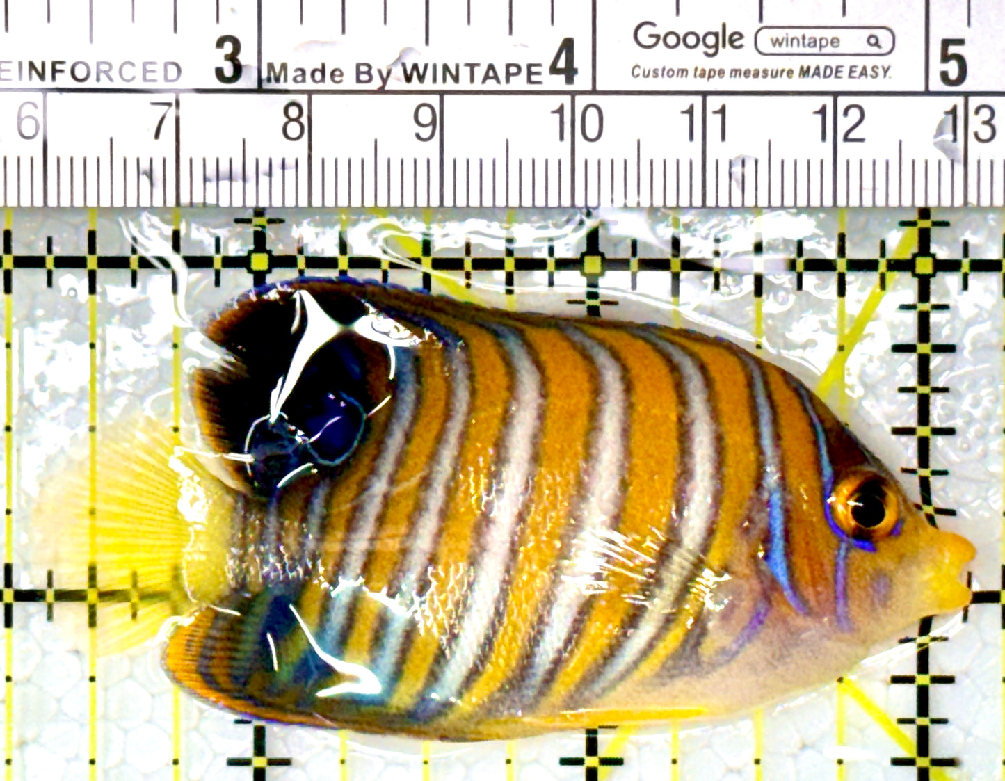 Regal Angelfish Sumatra Yellow Belly (Vibrant Color Indo) RASYB111802 WYSIWYG Size: S 2.75" approx