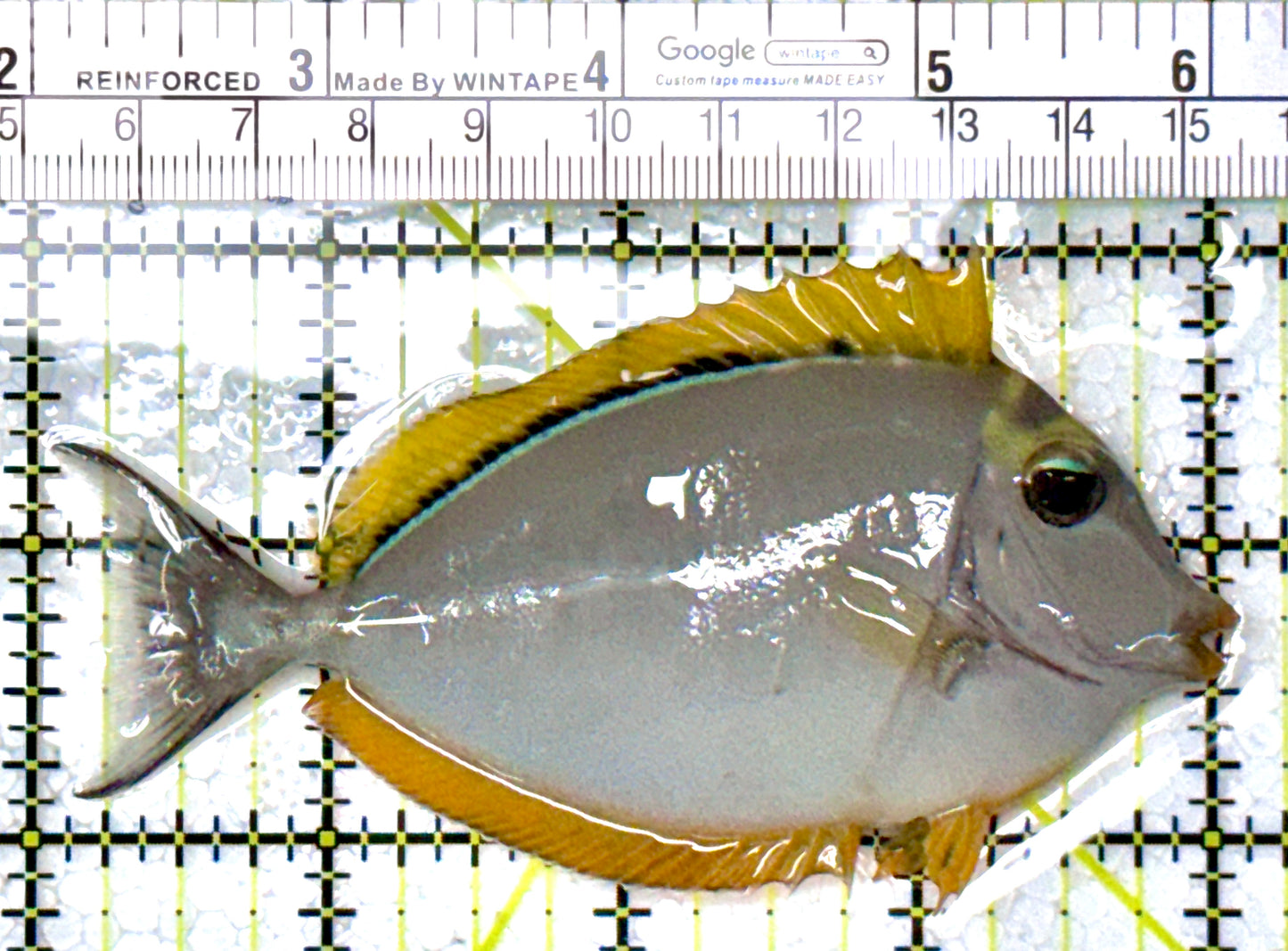 Blonde Naso Tang BNT111901 WYSIWYG Size: M 4" approx