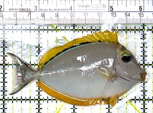 Blonde Naso Tang BNT111901 WYSIWYG Size: M 4" approx