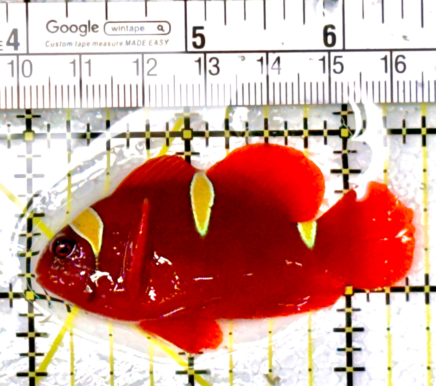 Gold Bar Maroon Clownfish Bali Grade A (Wild Caught) GBMCBGA111904 WYSIWYG Size: ML 2.5" approx