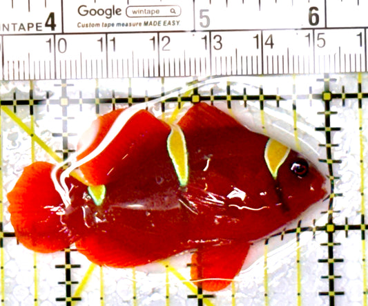 Gold Bar Maroon Clownfish Bali Grade A (Wild Caught) GBMCBGA111904 WYSIWYG Size: ML 2.5" approx