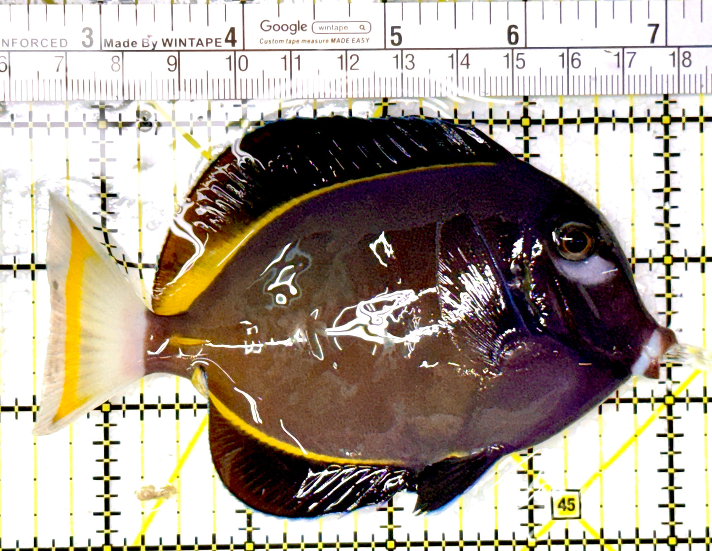 Gold Rim Tang GRT111905 WYSIWYG Size: L 4.5" approx