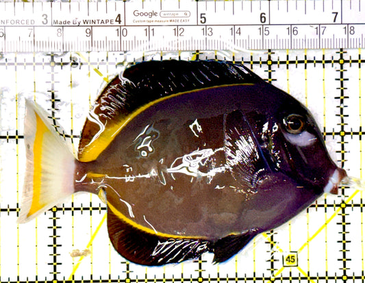 Gold Rim Tang GRT111905 WYSIWYG Size: L 4.5" approx