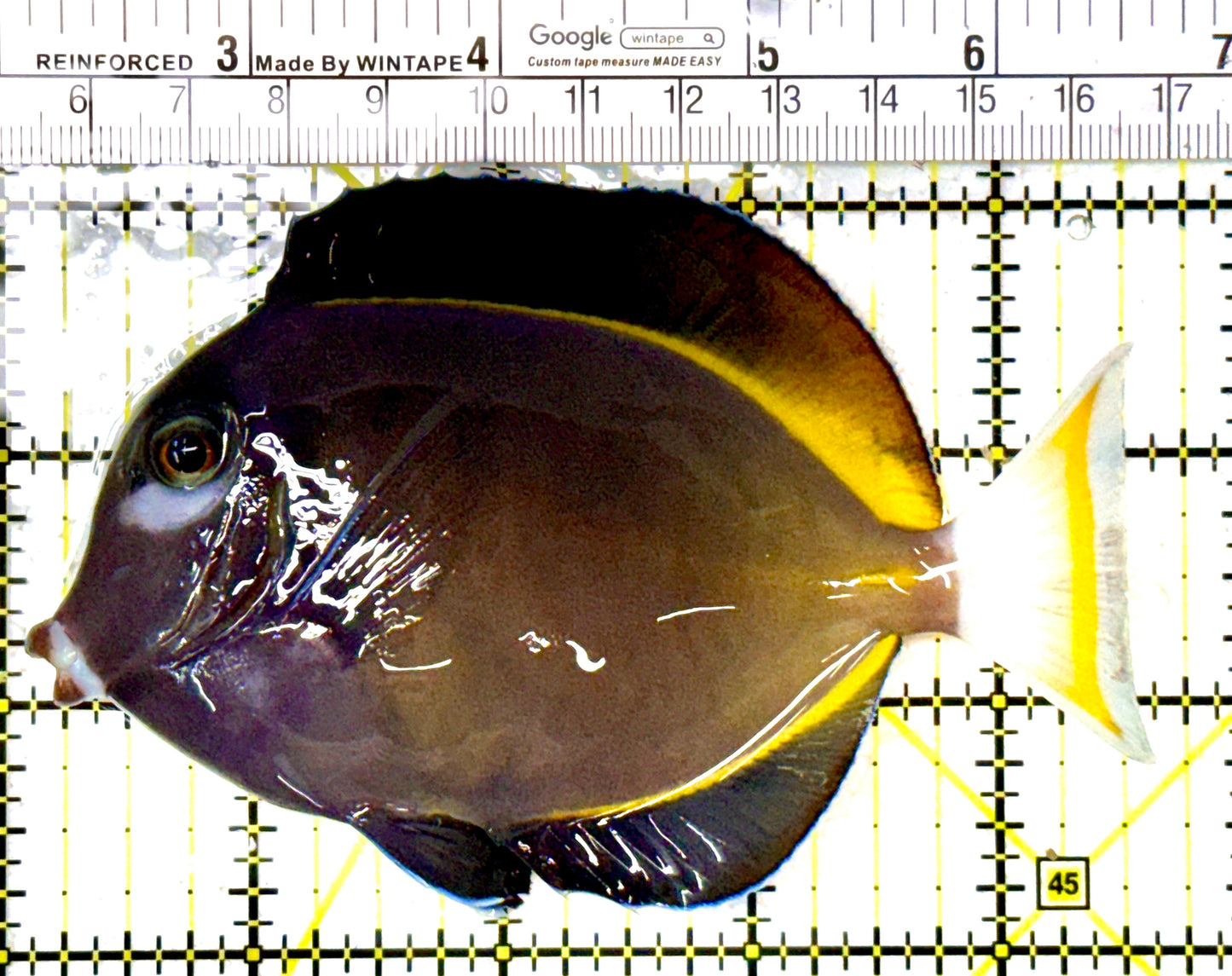 Gold Rim Tang GRT111905 WYSIWYG Size: L 4.5" approx