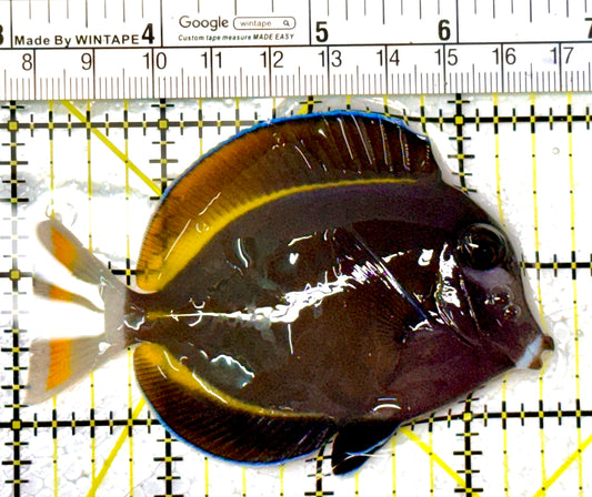 Gold Rim Tang GRT111906 WYSIWYG Size: ML 3.5" approx