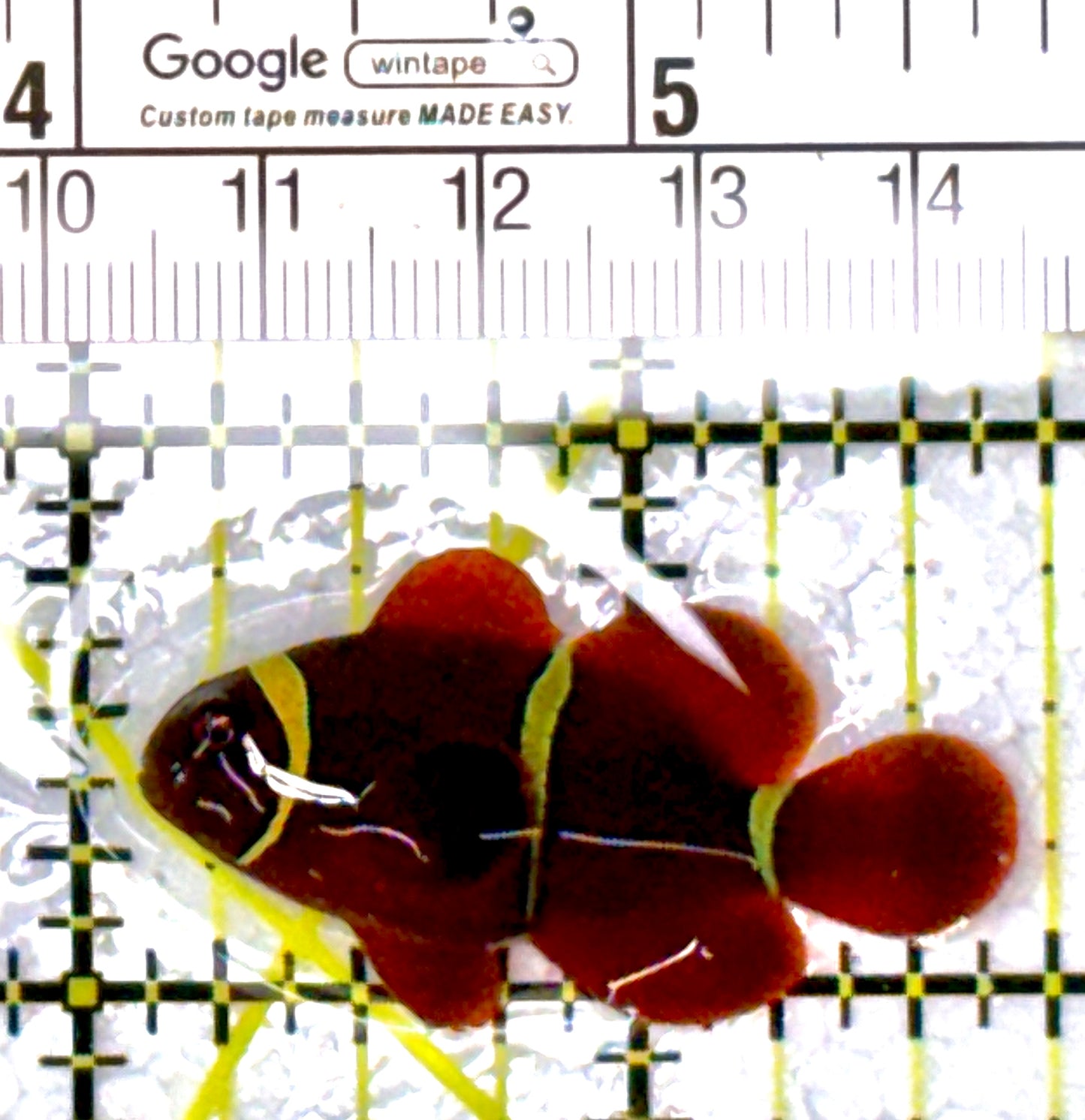 Gold Bar Maroon Clownfish Bali Grade A (Wild Caught) GBMCBGA111905 WYSIWYG Size: M 1.5" approx