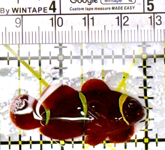 Gold Bar Maroon Clownfish Bali Grade A (Wild Caught) GBMCBGA111905 WYSIWYG Size: M 1.5" approx