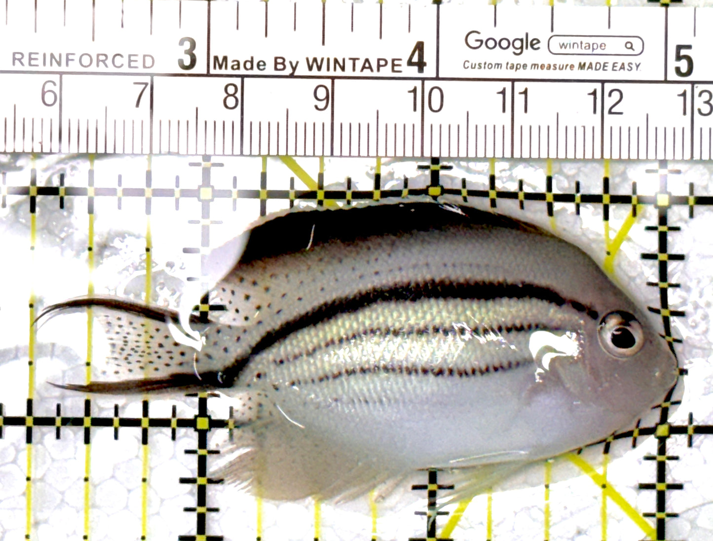 Lamarck Angelfish Female LAF111802 WYSIWYG Size: M 2.75" approx