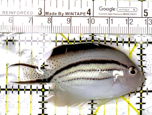 Lamarck Angelfish Female LAF111802 WYSIWYG Size: M 2.75" approx