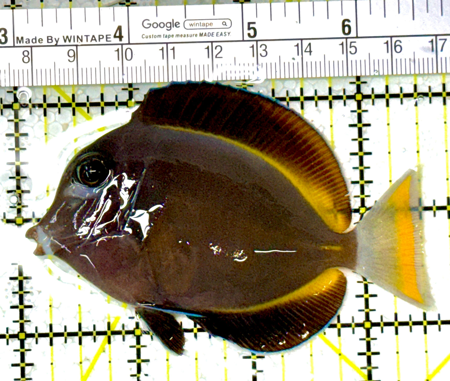 Gold Rim Tang GRT111907 WYSIWYG Size: ML 3.5" approx