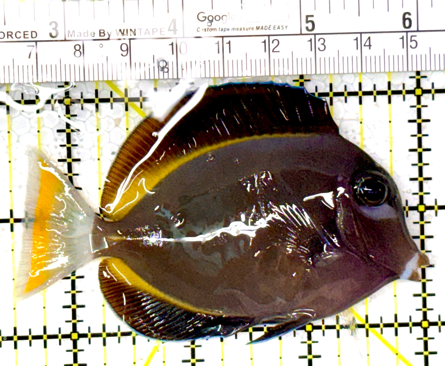 Gold Rim Tang GRT111907 WYSIWYG Size: ML 3.5" approx