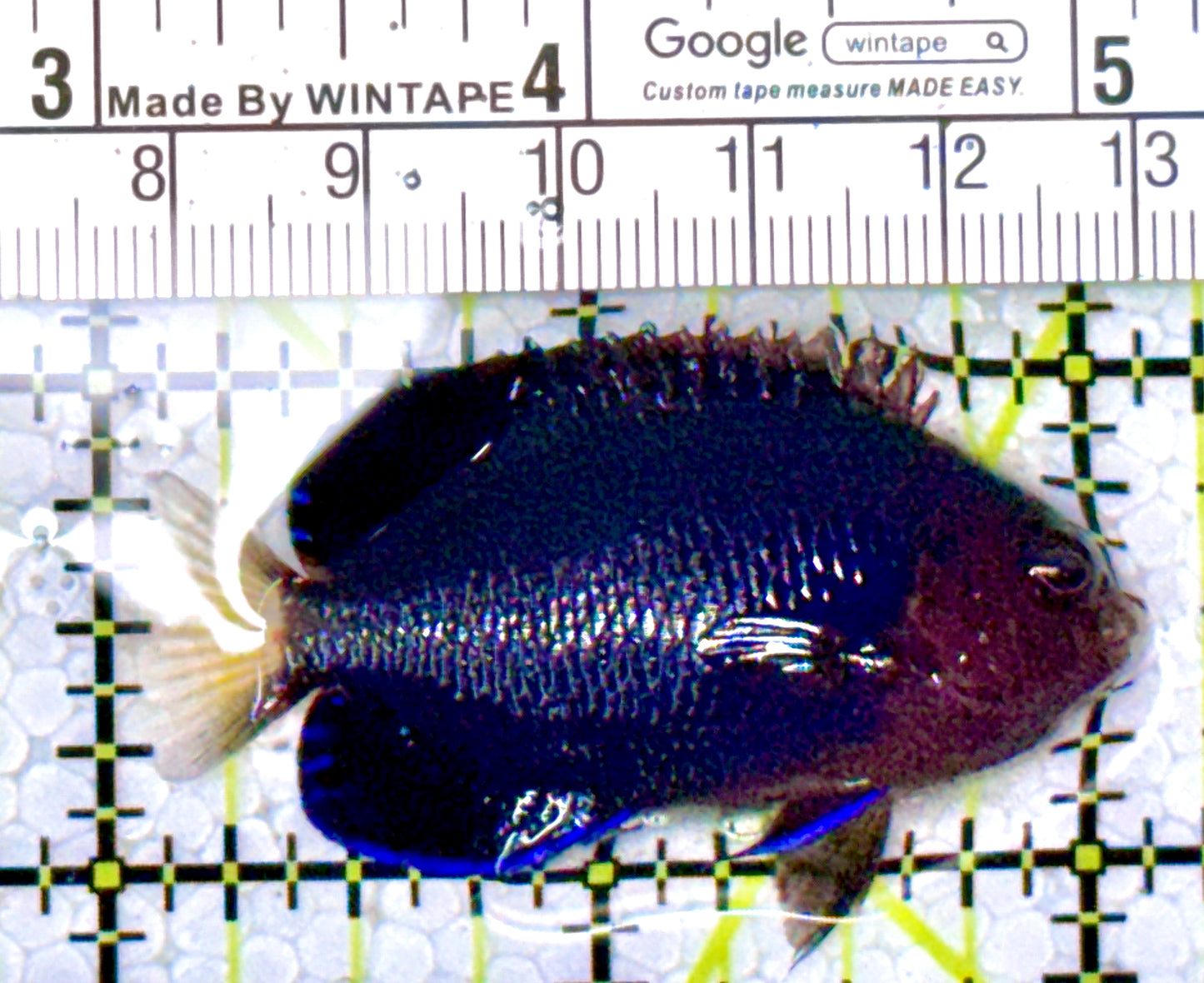 Royal Blue Pygmy Angelfish RBPA111903 WYSIWYG Size: M 2" approx