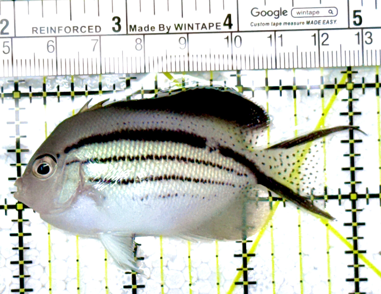 Lamarck Angelfish Female LAF111803 WYSIWYG Size: M 3" approx