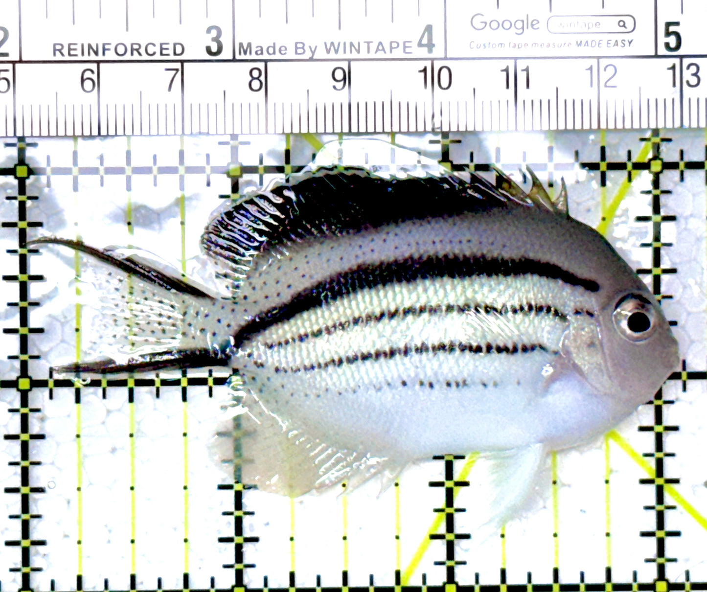 Lamarck Angelfish Female LAF111803 WYSIWYG Size: M 3" approx