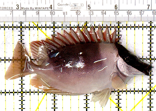 Magnificent Foxface MF111903 WYSIWYG Size: ML 4.5" approx