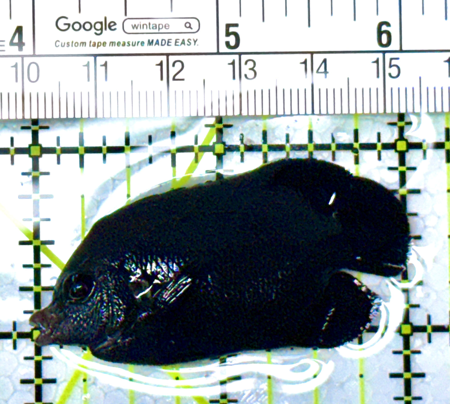 Rare Solomon Islands Midnight Angelfish RSIMA111901 WYSIWYG Size: M 2" approx