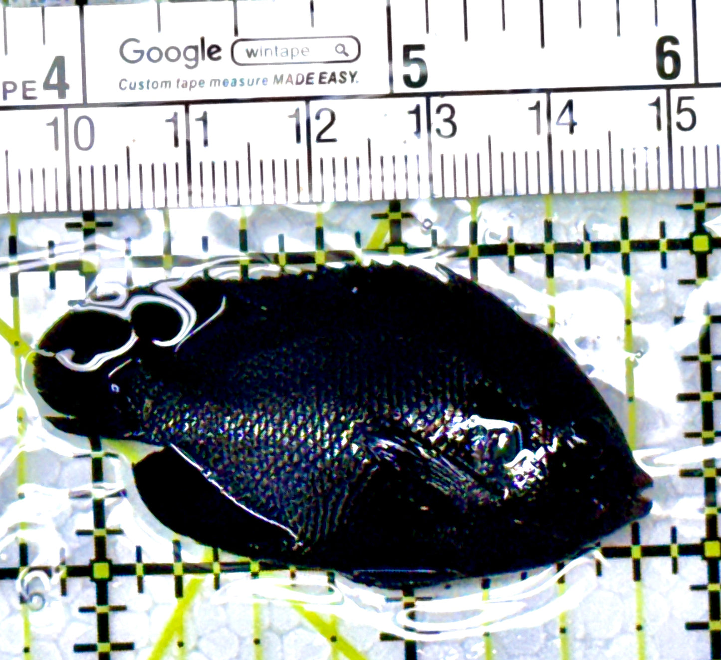 Rare Solomon Islands Midnight Angelfish RSIMA111901 WYSIWYG Size: M 2" approx
