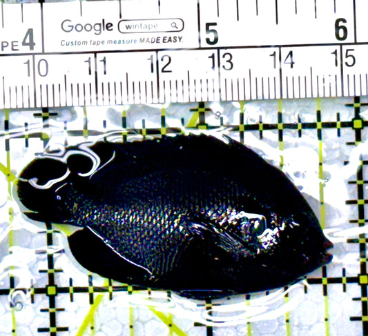 Rare Solomon Islands Midnight Angelfish RSIMA111901 WYSIWYG Size: M 2" approx