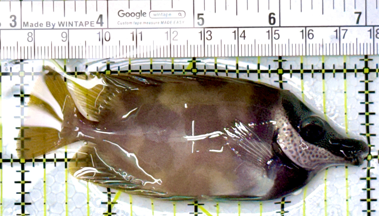 Onespot Foxface OF111901 WYSIWYG Size: M 4"