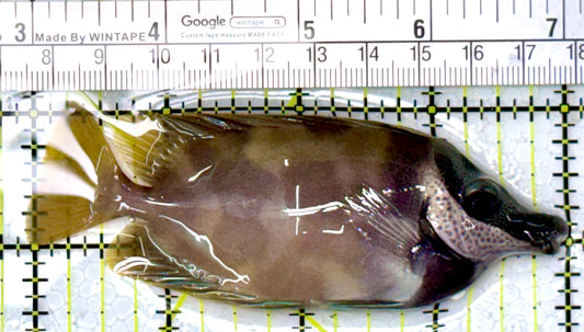 Onespot Foxface OF111901 WYSIWYG Size: M 4"