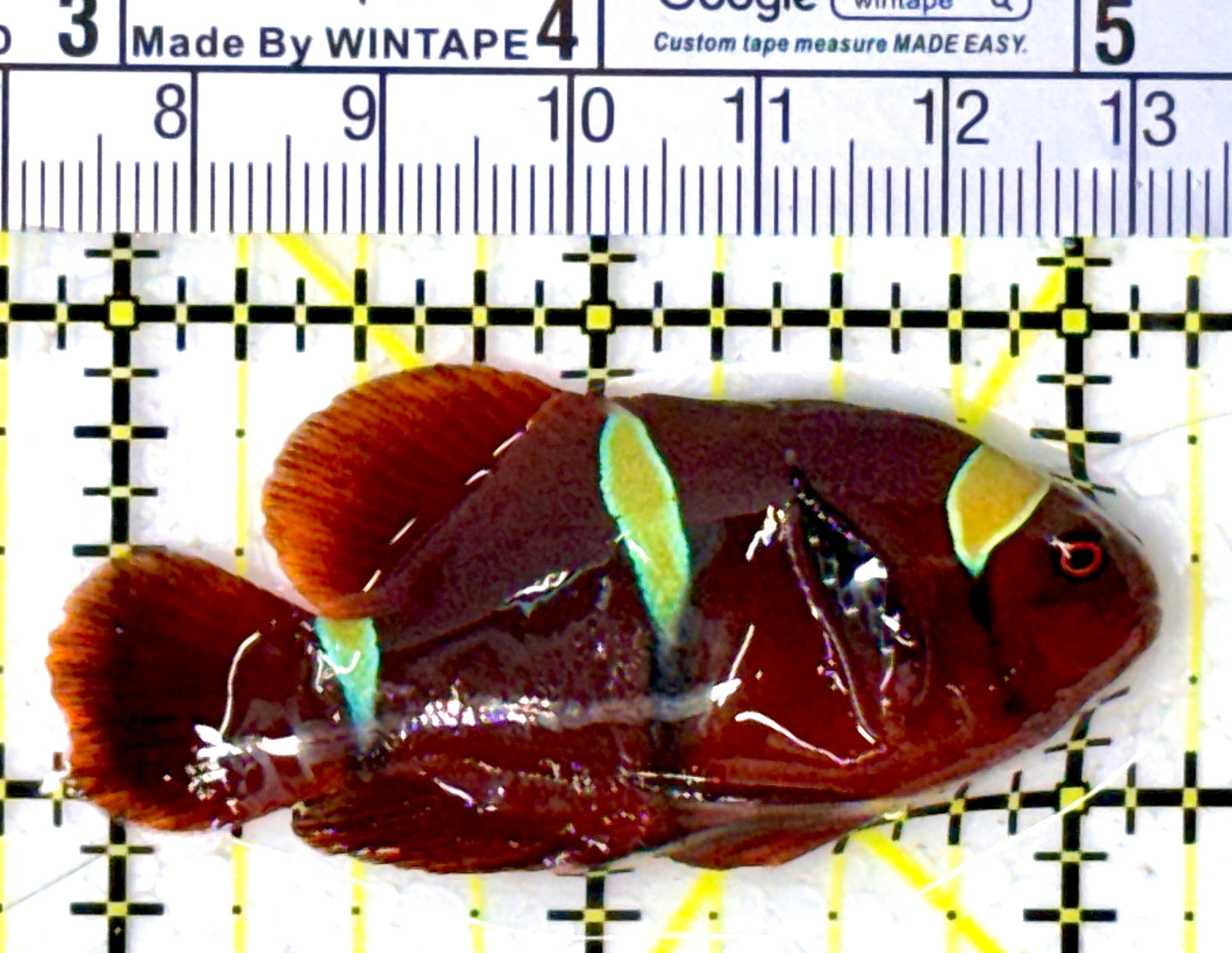 Gold Bar Maroon Clownfish Bali Grade A (Wild Caught) GBMCBGA111906 WYSIWYG Size: ML 2.25" approx