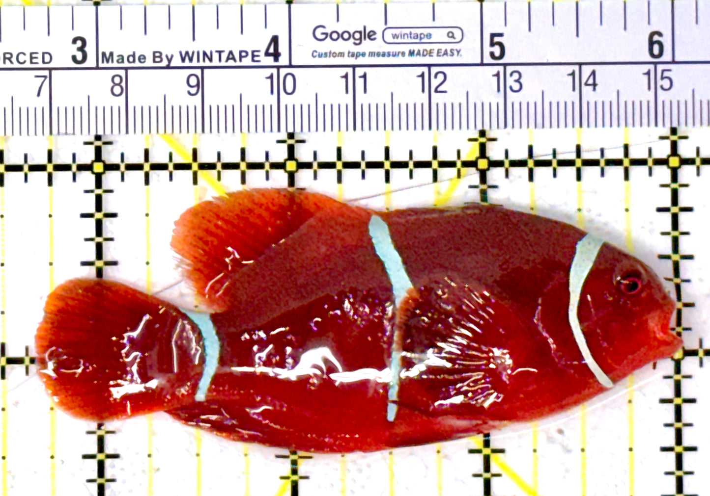 White Stripe Maroon Clownfish WSMC111903 WYSIWYG Size: L 3.25" approx