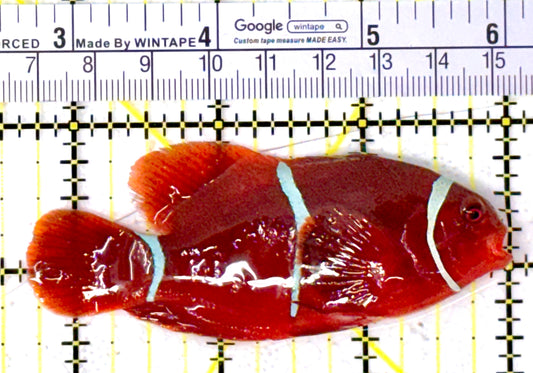 White Stripe Maroon Clownfish WSMC111903 WYSIWYG Size: L 3.25" approx