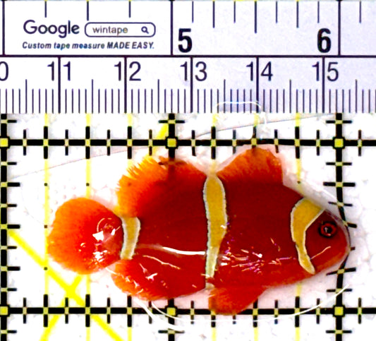 Gold Bar Maroon Clownfish Bali Grade A (Wild Caught) GBMCBGA111907 WYSIWYG Size: M 1.75" approx