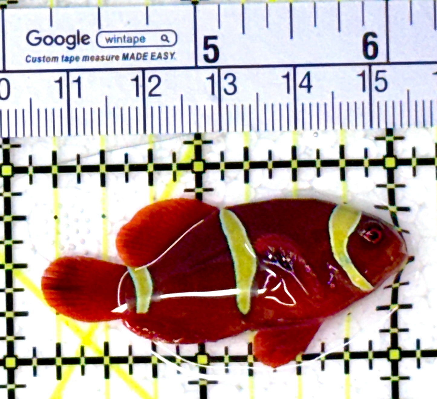 Gold Bar Maroon Clownfish Bali Grade A (Wild Caught) GBMCBGA111908 WYSIWYG Size: M 1.75" approx