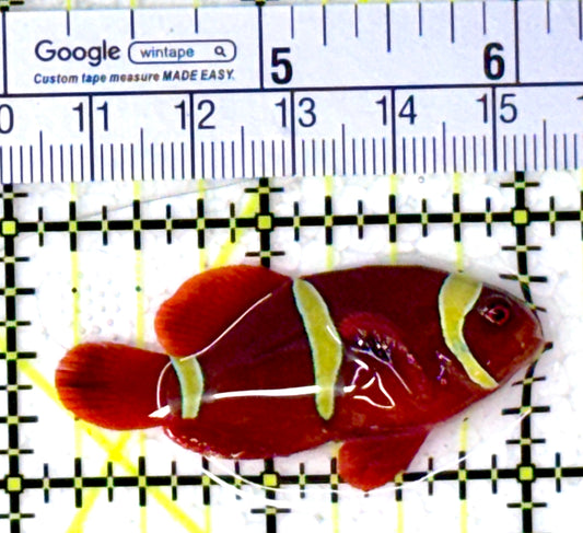 Gold Bar Maroon Clownfish Bali Grade A (Wild Caught) GBMCBGA111908 WYSIWYG Size: M 1.75" approx