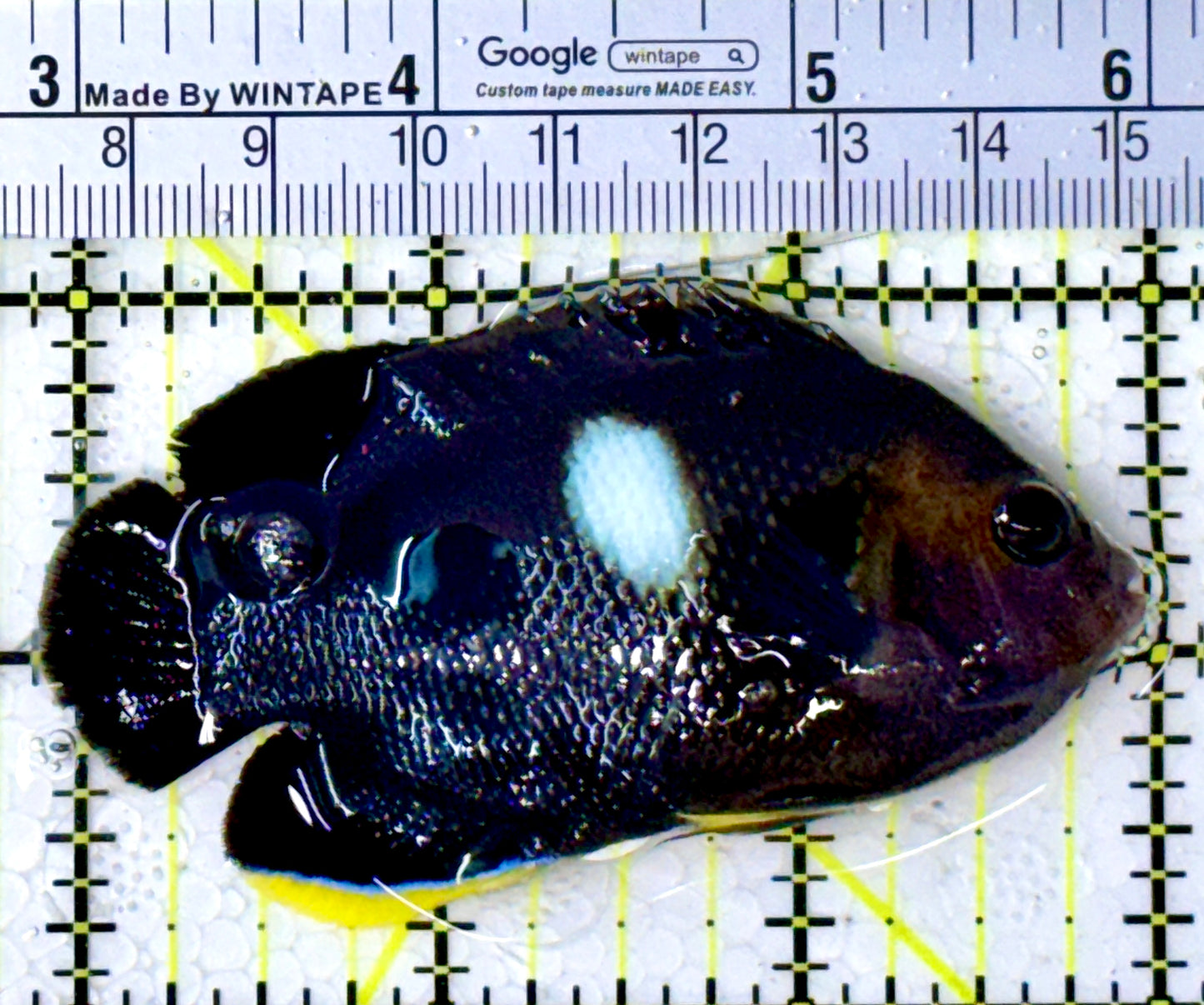 Keyhole Angelfish KA111902 WYSIWYG Size: L 3" approx